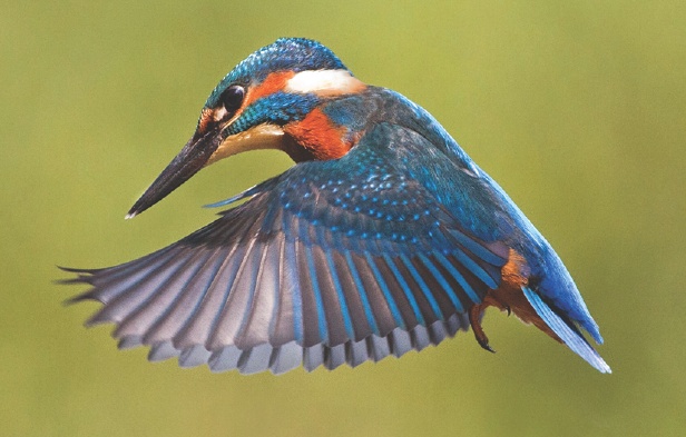 Thought for the Week – the changing flash of the kingfisher’s wing